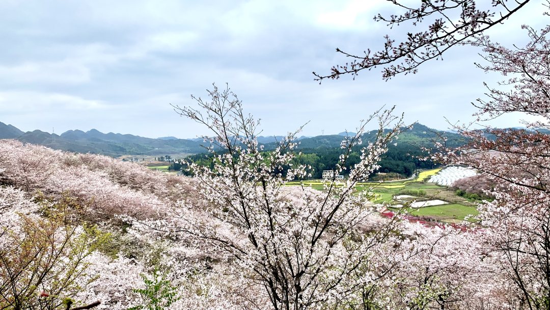 安顺平坝樱花园图片