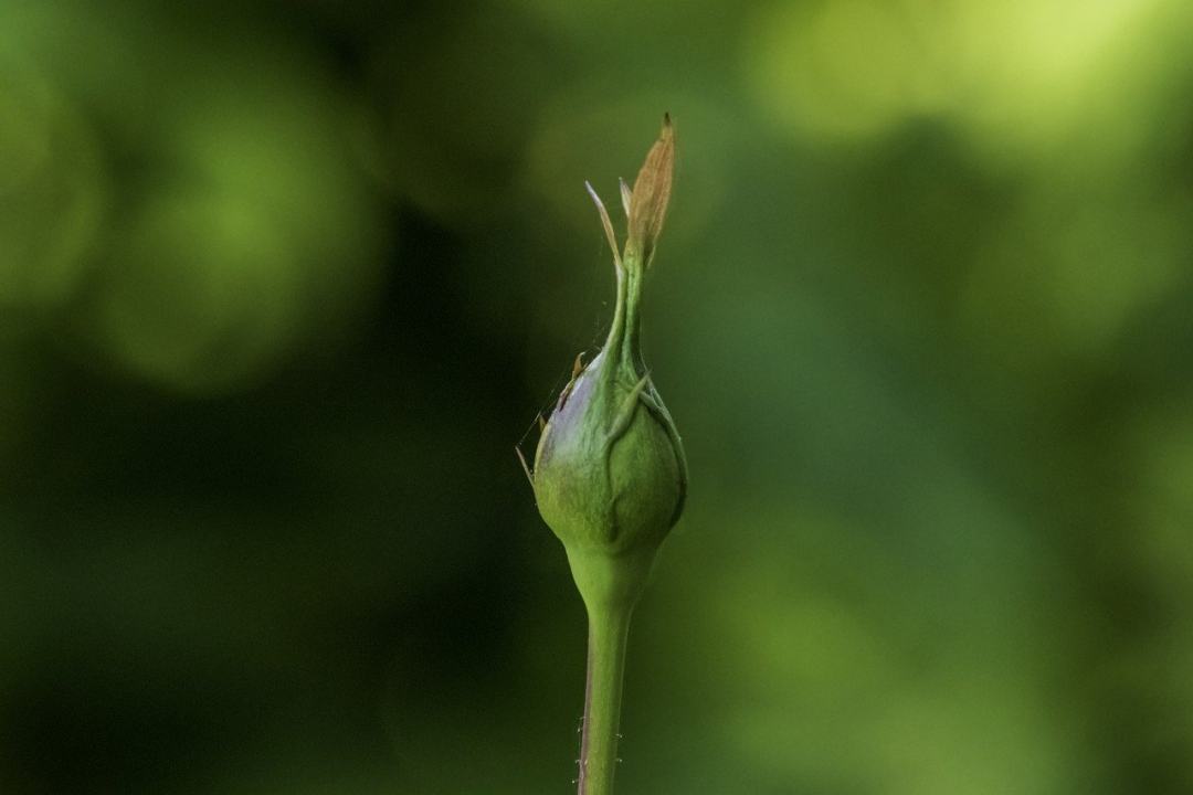 宏 玫瑰 花图片