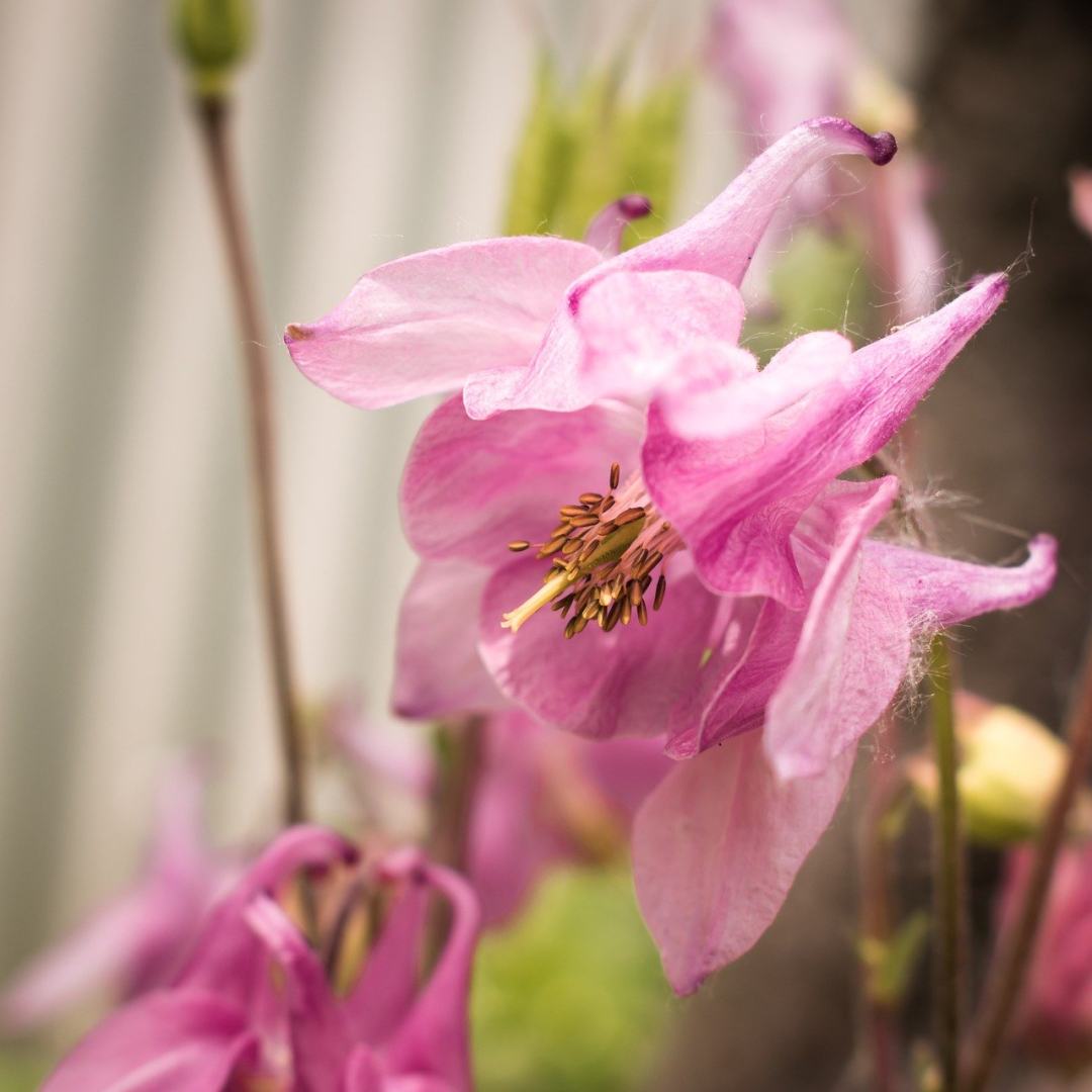 花 Aquilegia 盛开图片