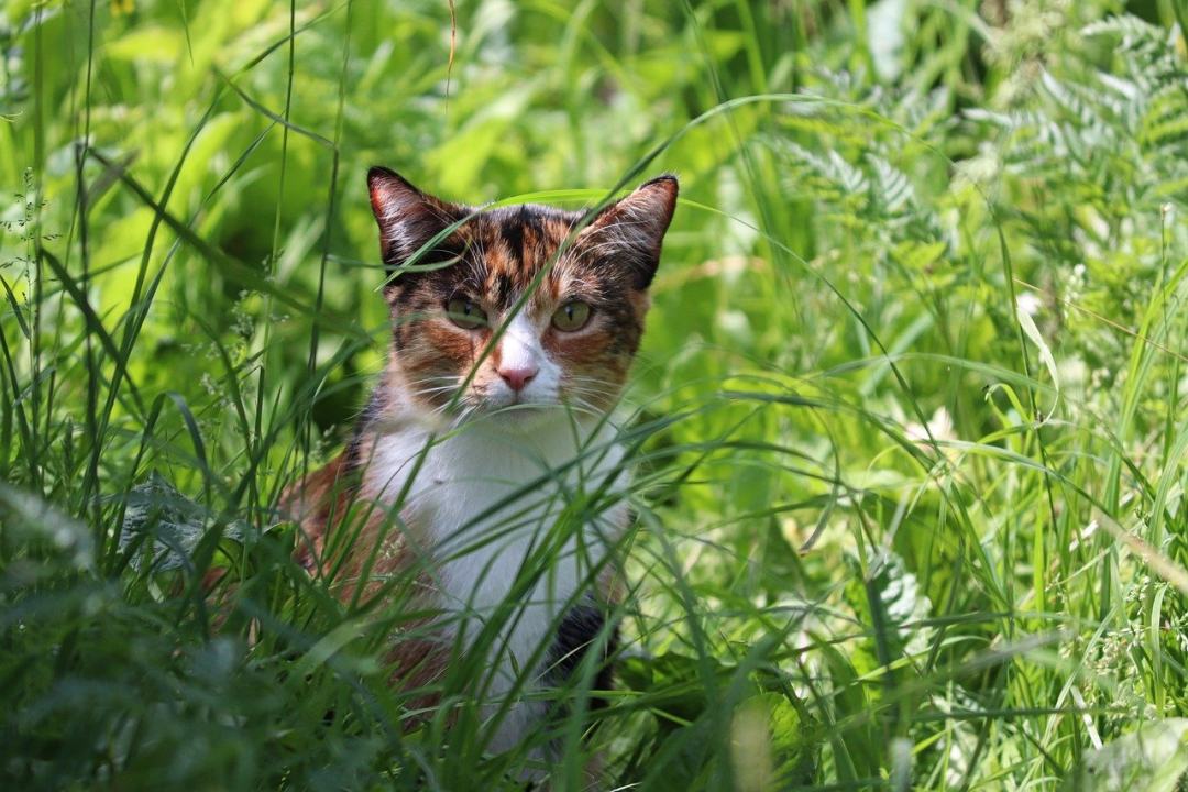 猫 宠物 动物图片