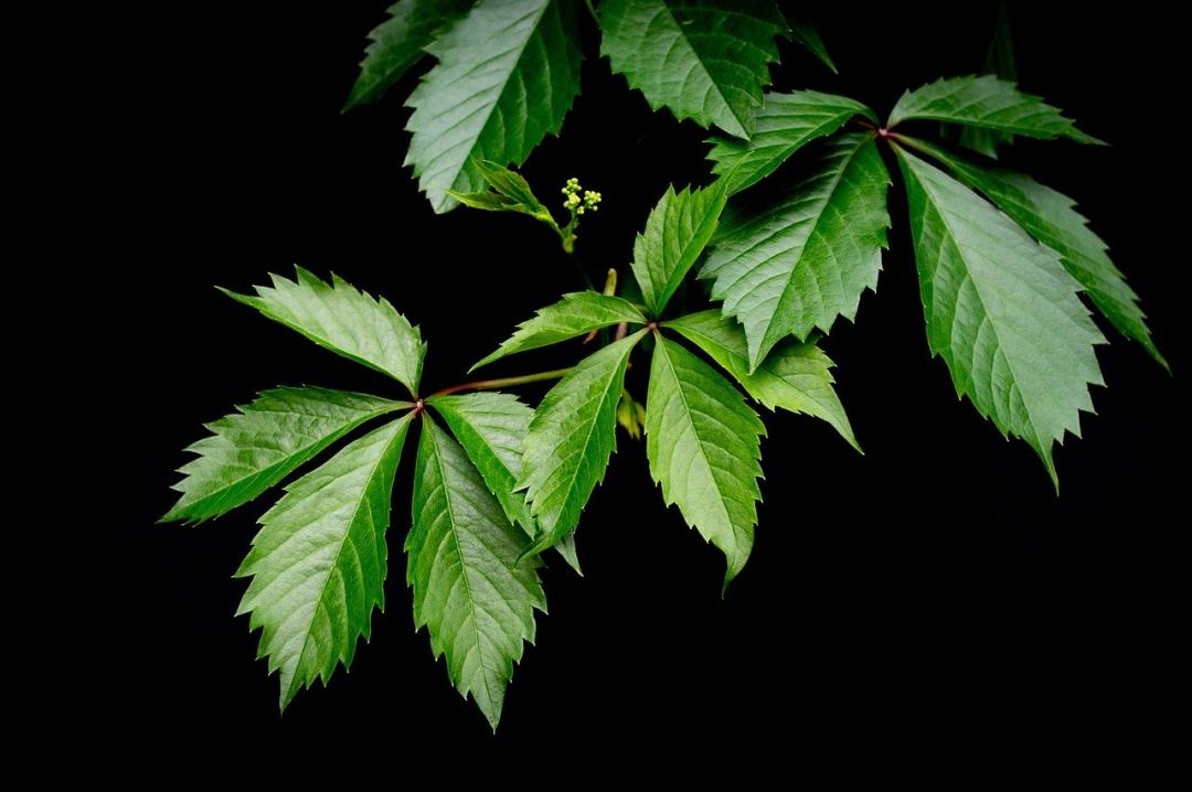 常春藤 野葡萄 植物摄影图片