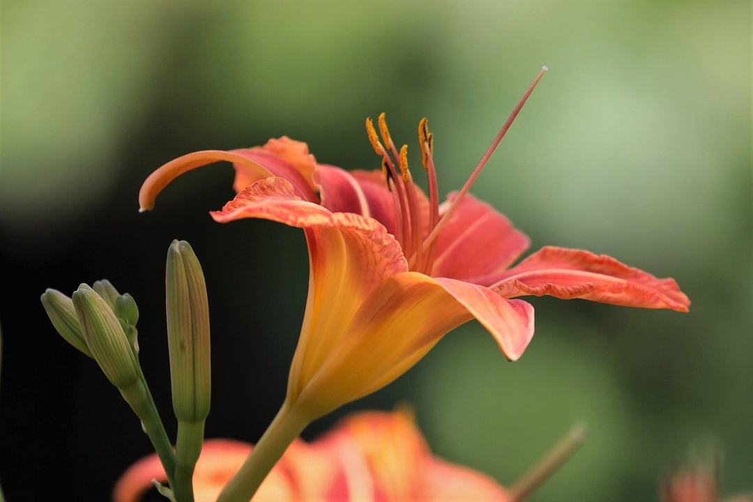 黄花菜 橙色黄花菜 花图片