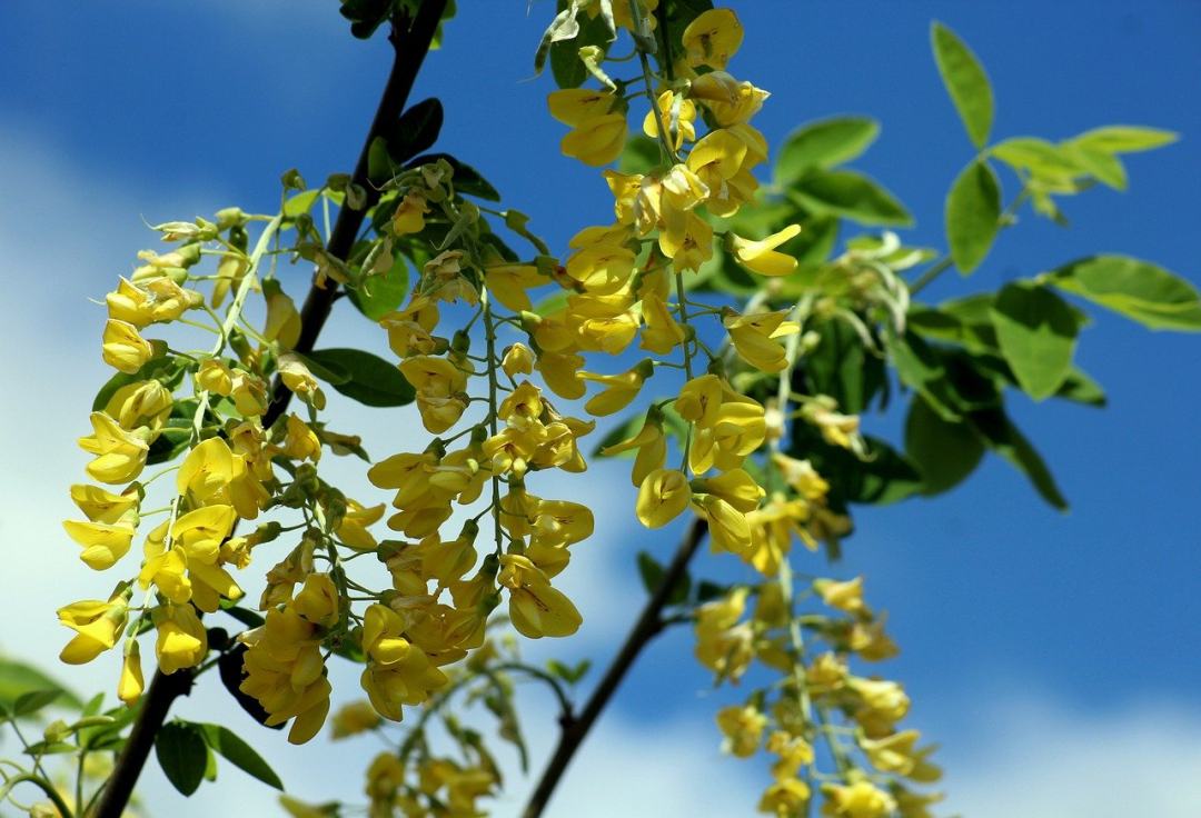 树 金盏花 黄色的花图片