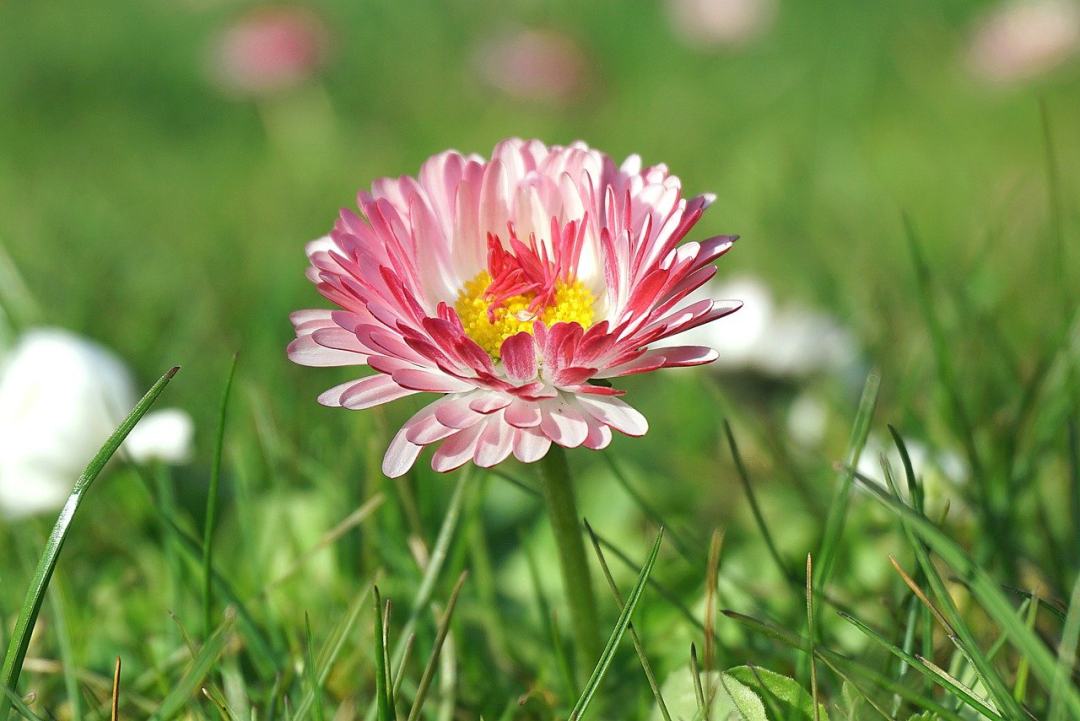 雏菊 田野花 春暖花开图片