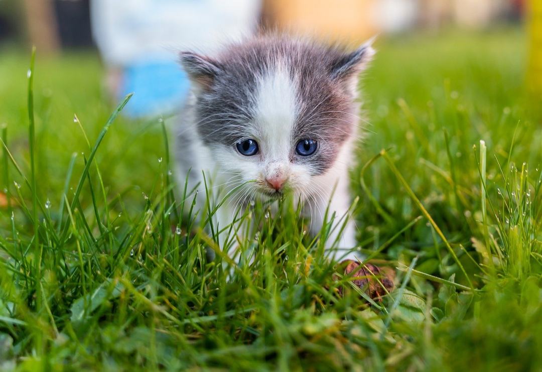 猫 国内的猫 婴儿动物图片