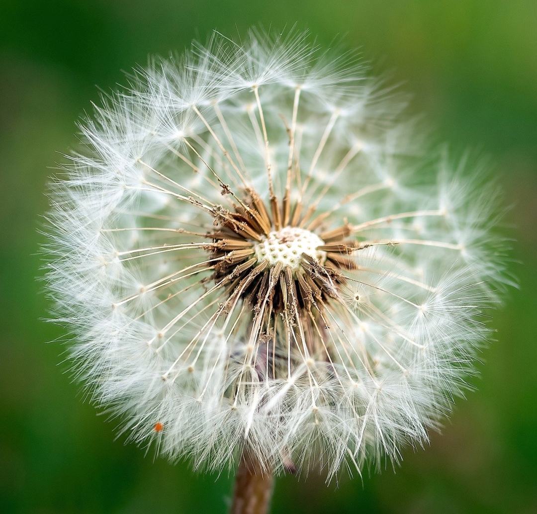 蒲公英 花 种子的头图片