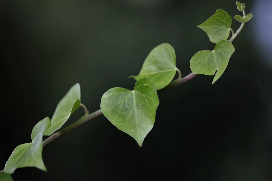 常春藤 绿色的树叶 攀爬植物图片