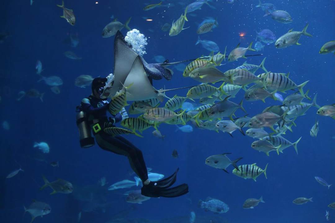 黄貂鱼 潜水 水族馆图片