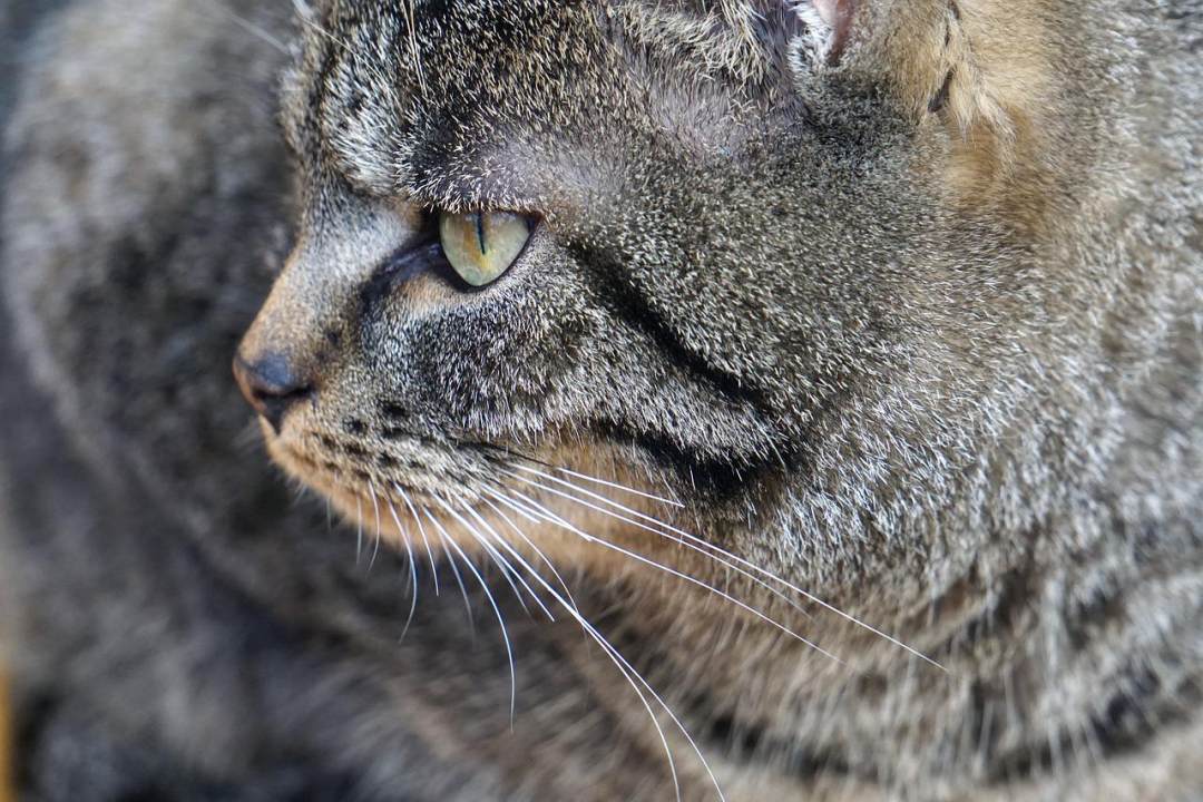 猫 宠物 动物图片