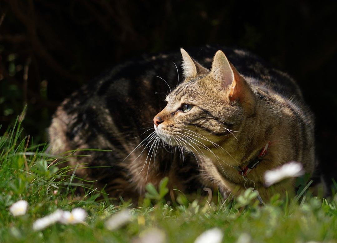 猫 小猫 躺在图片