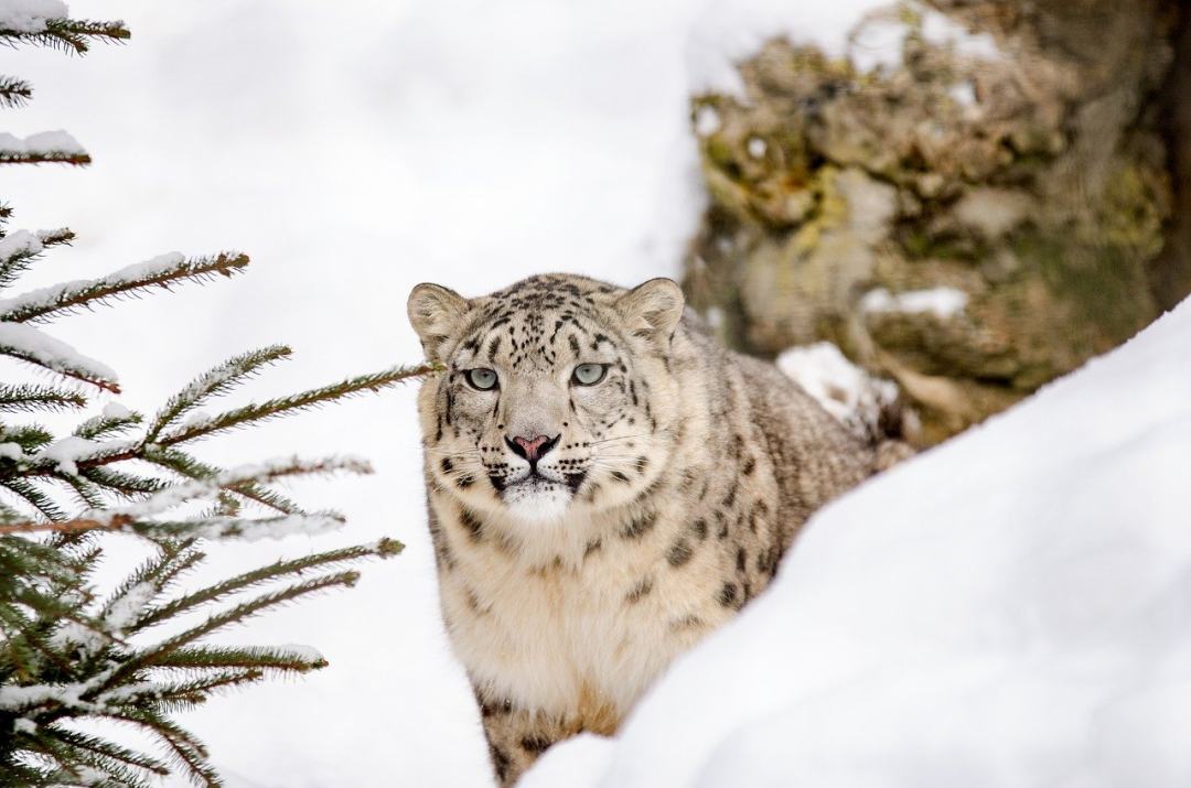 雪豹 豹 大猫图片