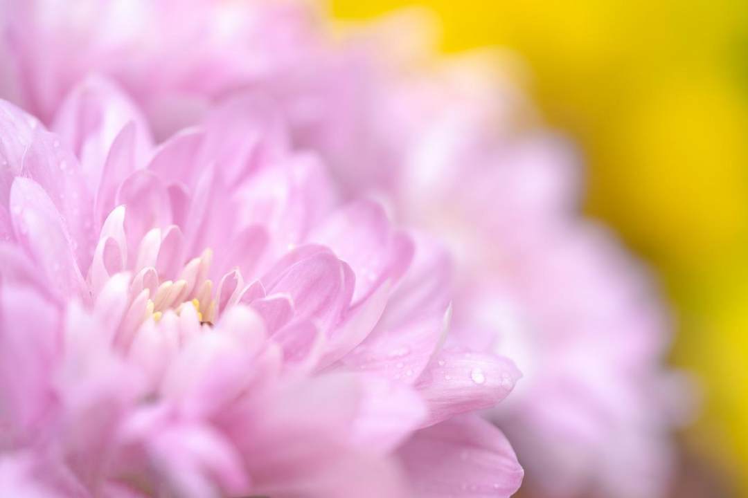 菊花 花 粉红色的花图片