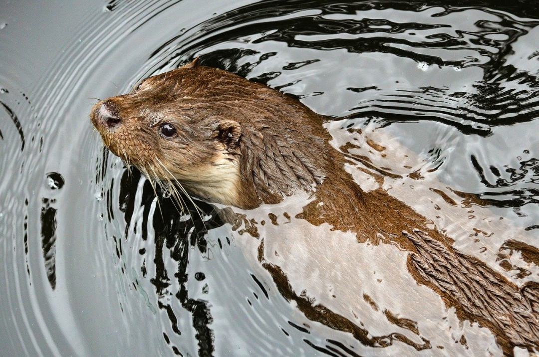 獭 水貂 水图片