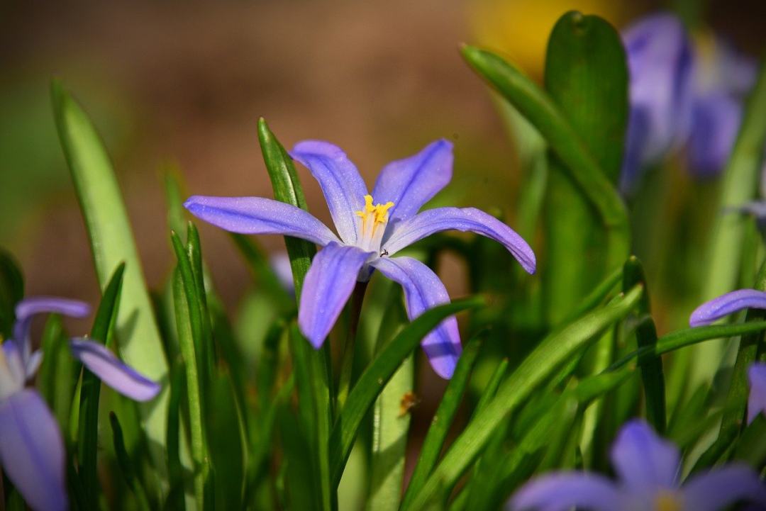 花 植物 花瓣图片