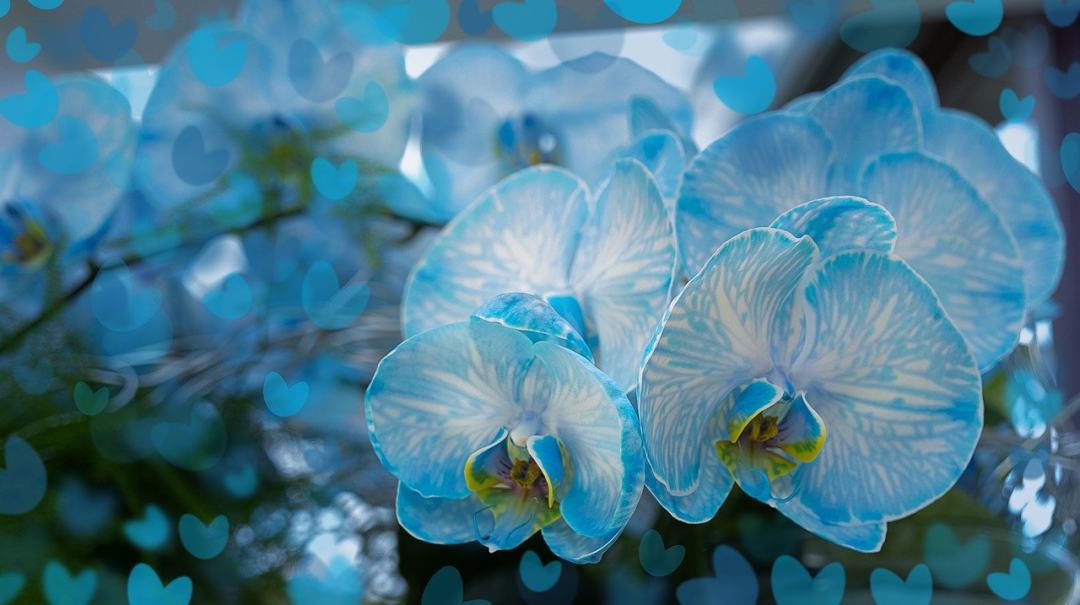 蓝色花朵 兰花 花朵图片
