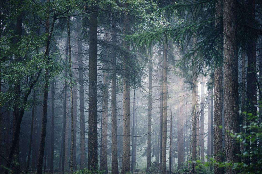 森林 树木 多雾路段图片