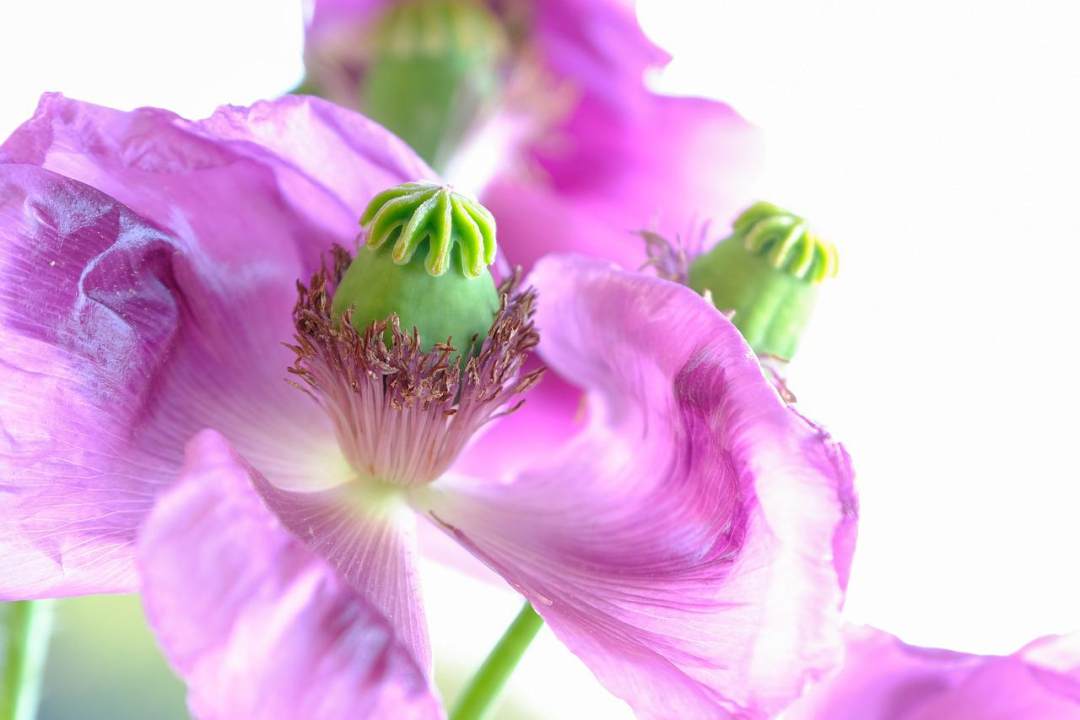 罂粟 花 植物 花瓣 虞美人图片