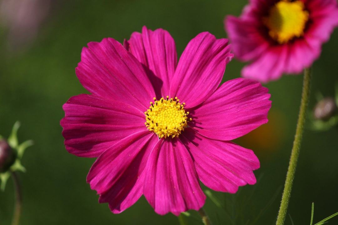 宇宙 花 植物 花瓣 粉红色的花图片