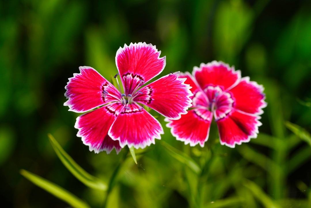 石竹 粉色的 花朵 野花 大韩民国图片