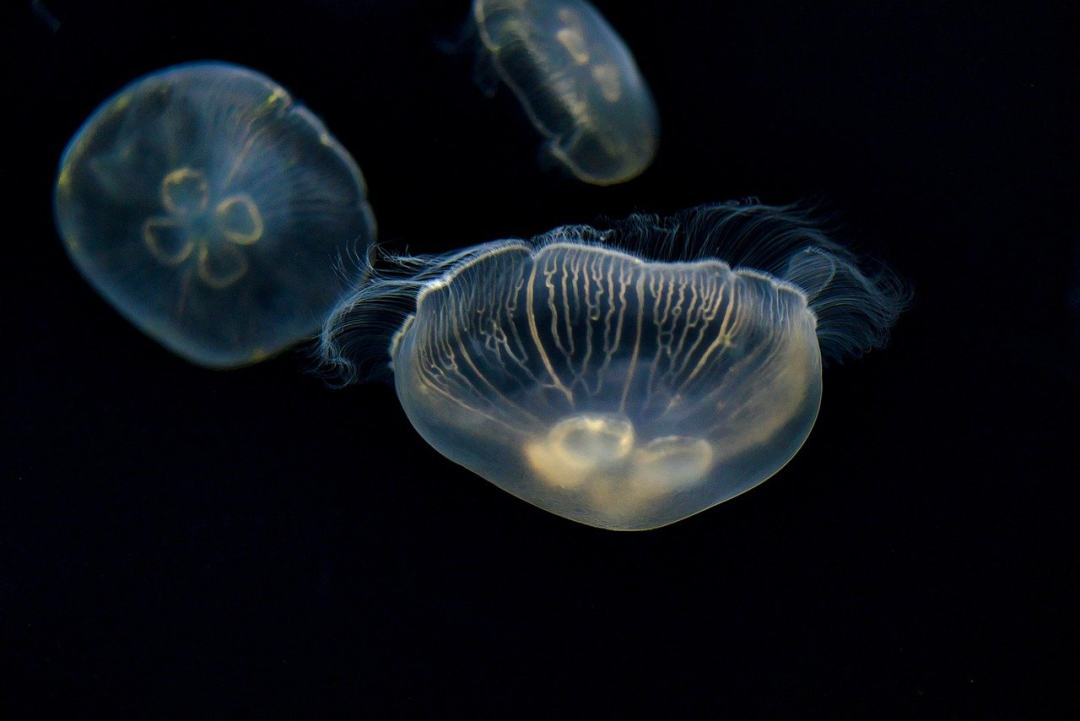 海蜇 海上的果冻 动物 海上生活 海洋生命图片