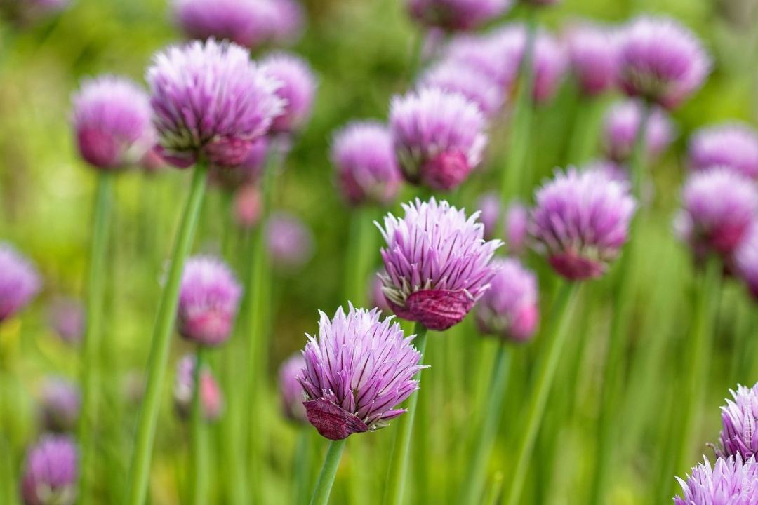 韭菜 开花 植物 花园 粉色的图片