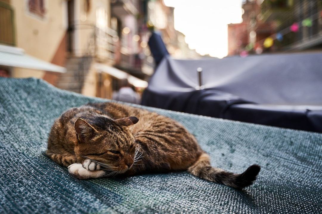 猫 懒惰的 动物 家畜 野猫图片