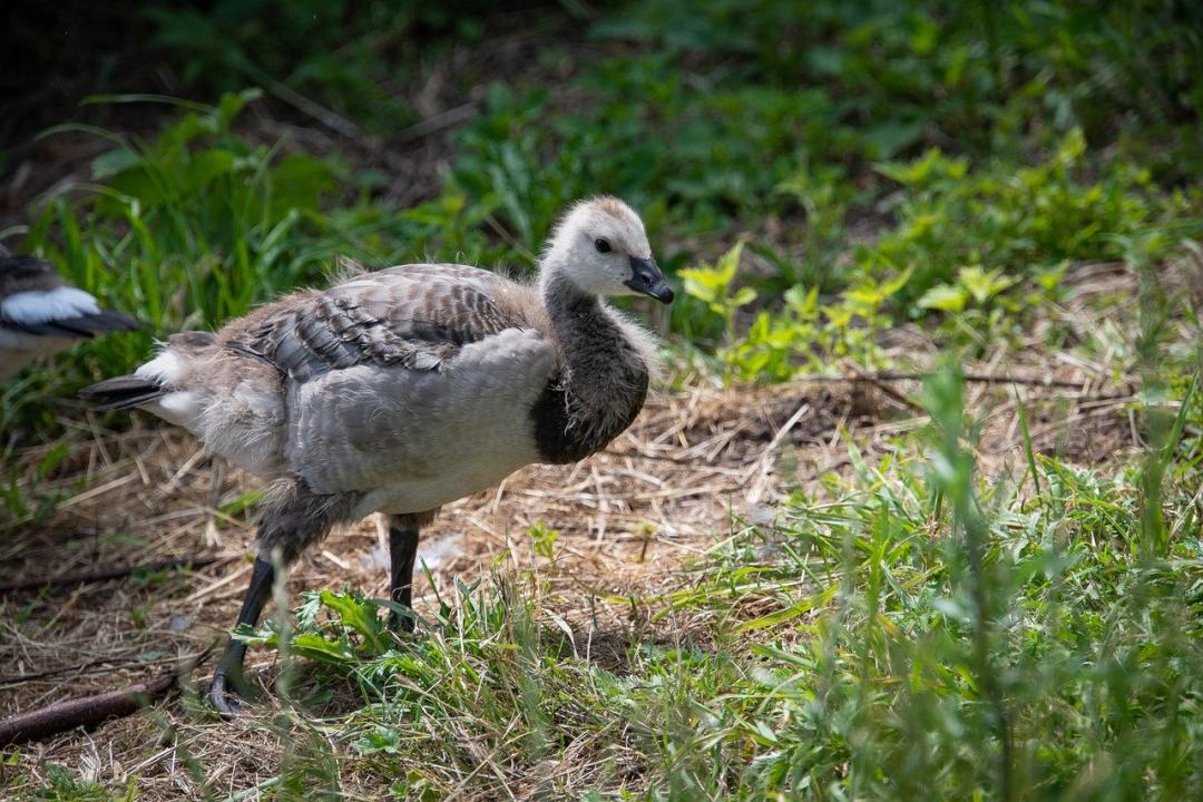 加拿大鹅 野生动物 branta 黄花 鸟 雁鸭科图片