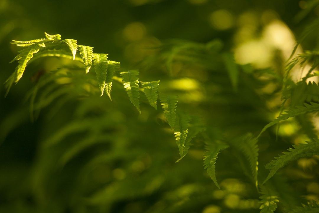 蕨类 叶子 草 自然 森林图片