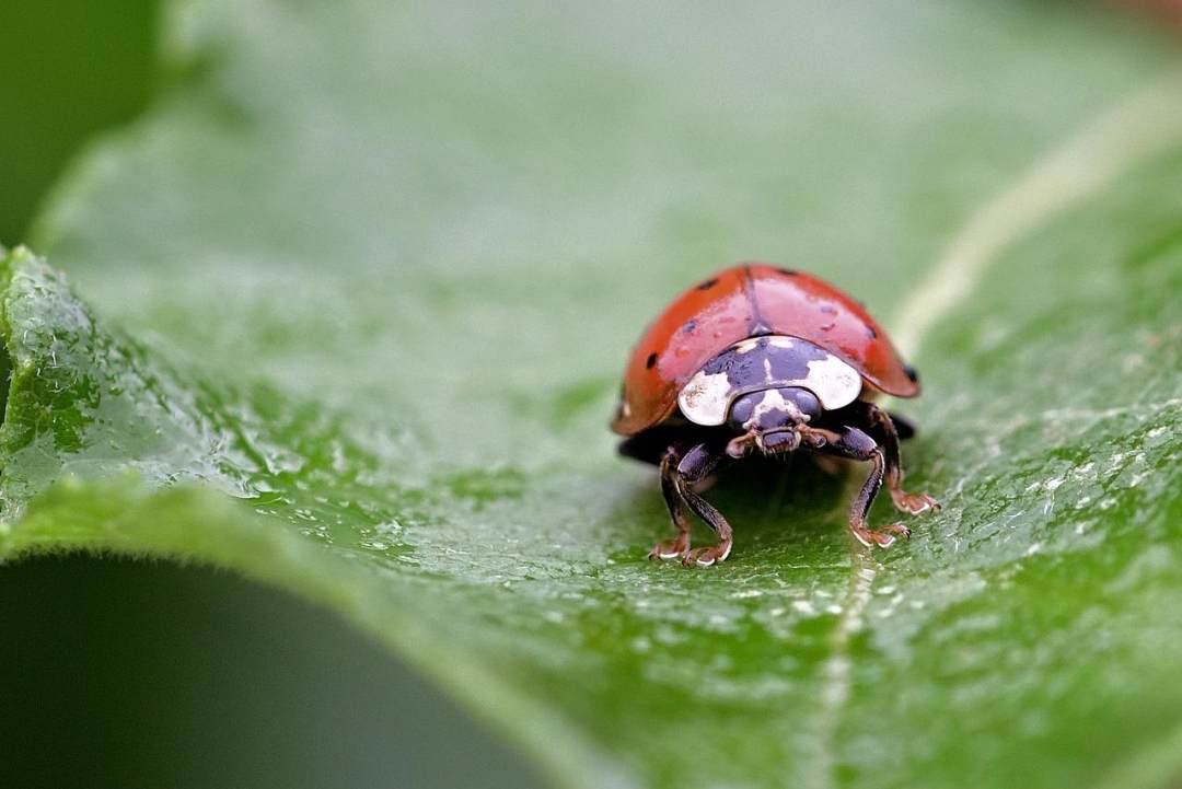 瓢虫 甲虫 叶子 昆虫 甲虫昆虫图片