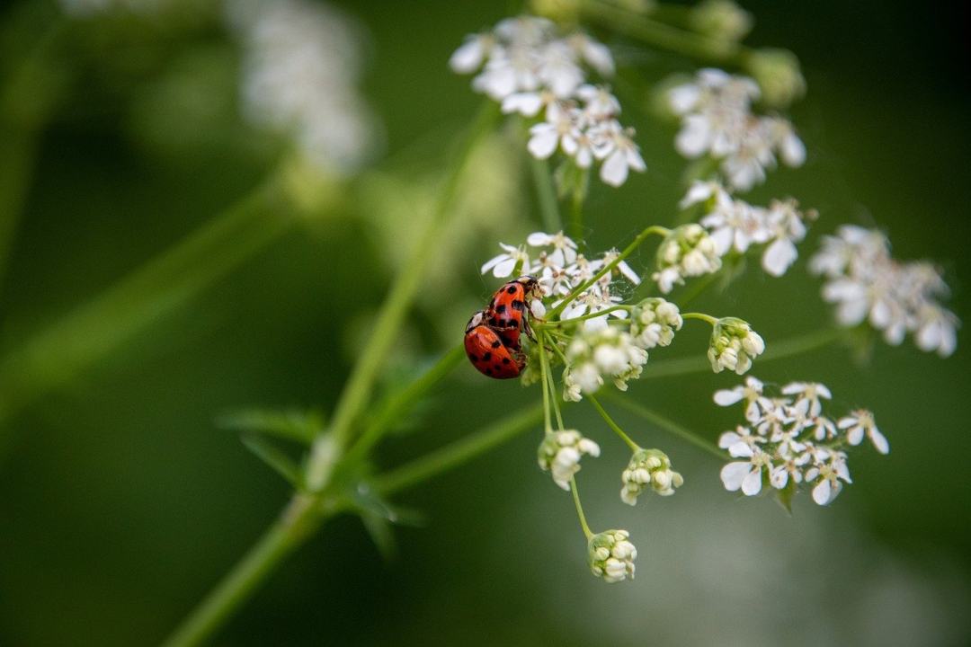 瓢虫 瓢虫科 昆虫 甲虫 自然图片