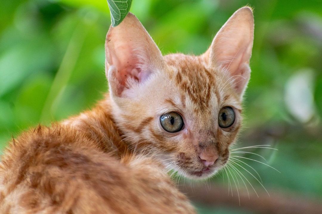 小猫 猫 基蒂 肖像 眼睛图片