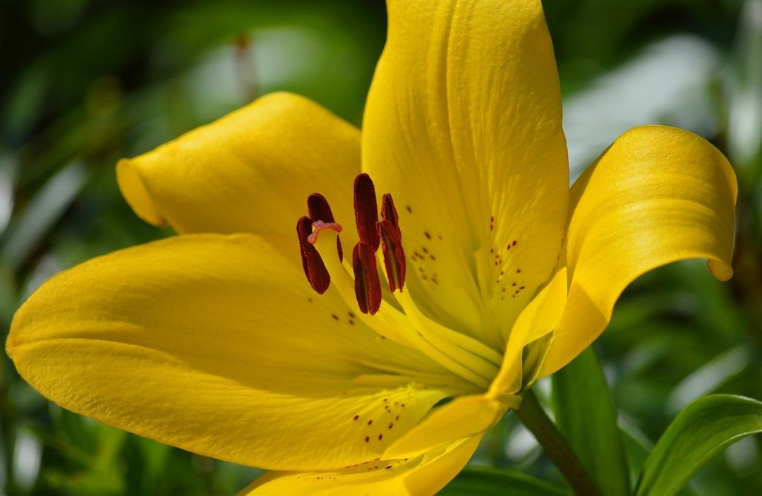 百合 黄百合 开花 花 花园图片