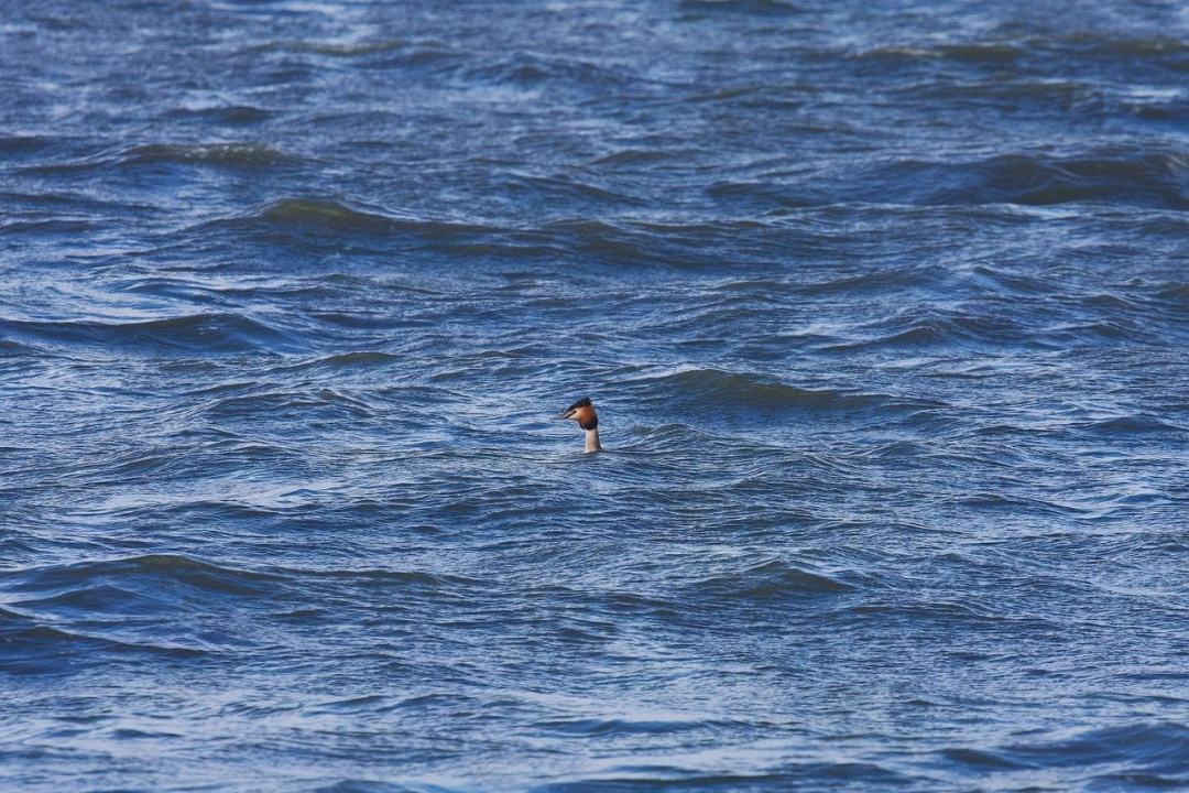 水鸟 大凤头鸊鷉 自然 海 海洋图片