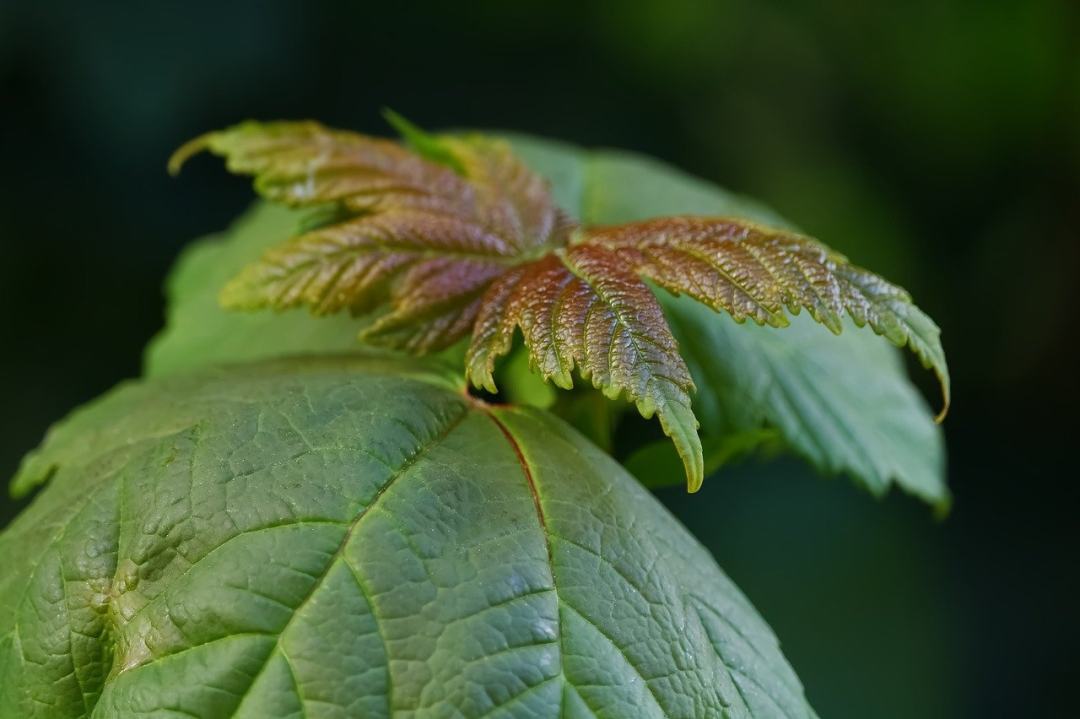 大自然壁纸 自然壁纸 高清壁纸 植物 自然图片