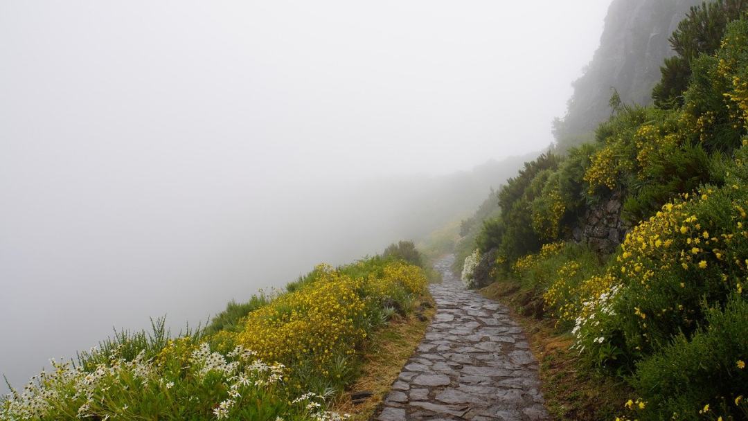 多雾路段 马德拉 马德拉最高的山峰 花 岩石图片