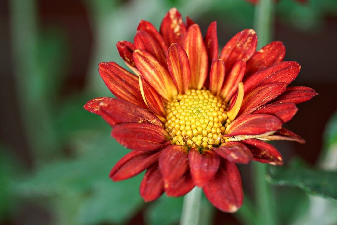 菊花 花 植物群 自然 红色的图片