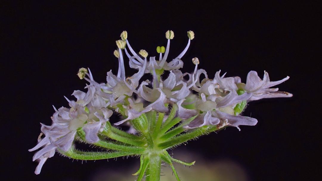 细叶芹 开花 植物 伞形花序 模拟绽放图片