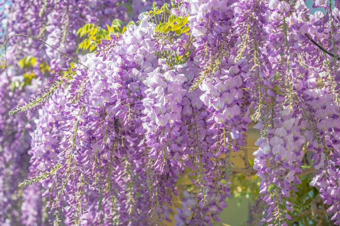 紫藤 花 开花 紫色的 植物图片