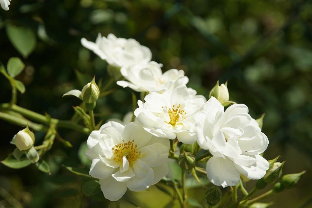 玫瑰 白玫瑰 花朵 白色的花 花园图片