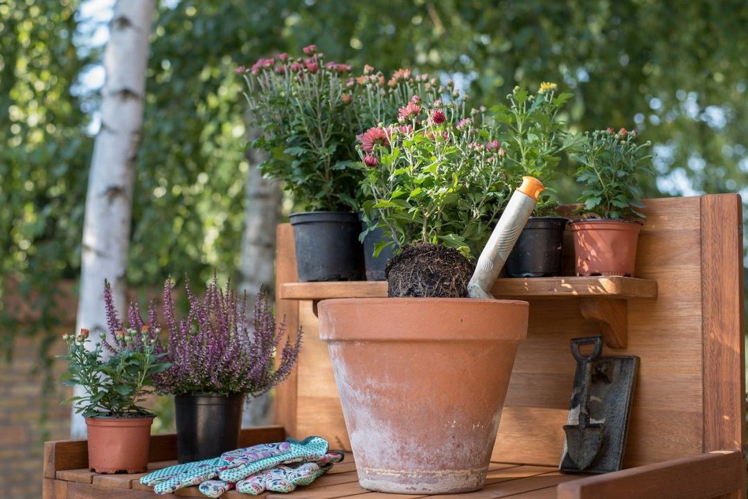 秋季 园艺 花园 鲜花 种植图片