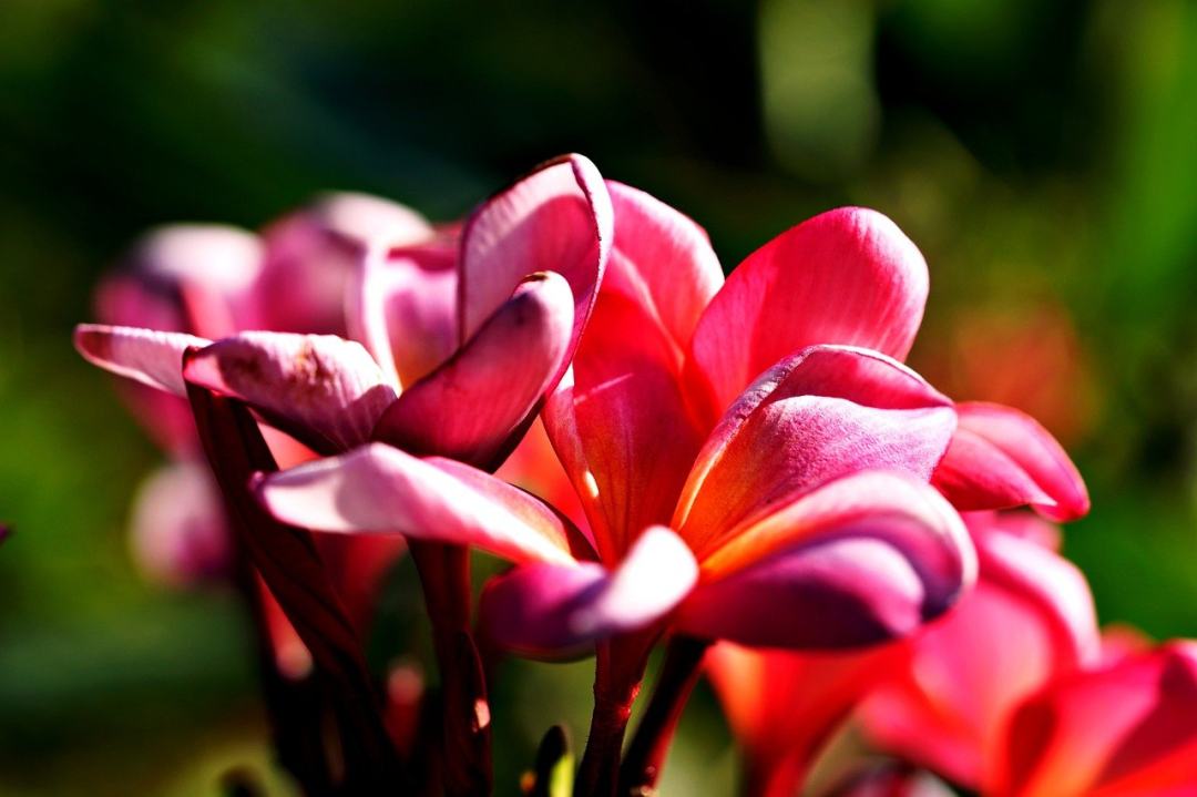 姜黄色百合花 素馨花 粉红色的花朵 花朵 花园图片