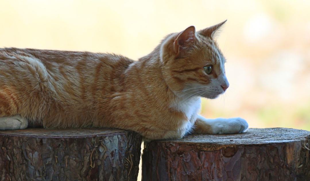 动物 哺乳动物 猫 猫科动物 宠物图片