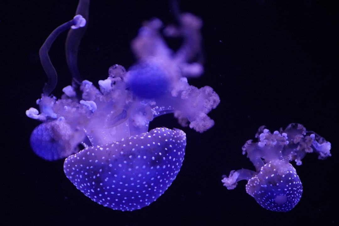 海蜇 海洋 水下 闪亮的 动物图片