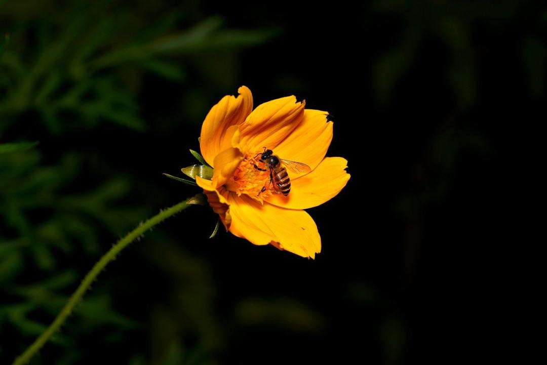 花 宇宙 蜜蜂 昆虫学 授粉图片