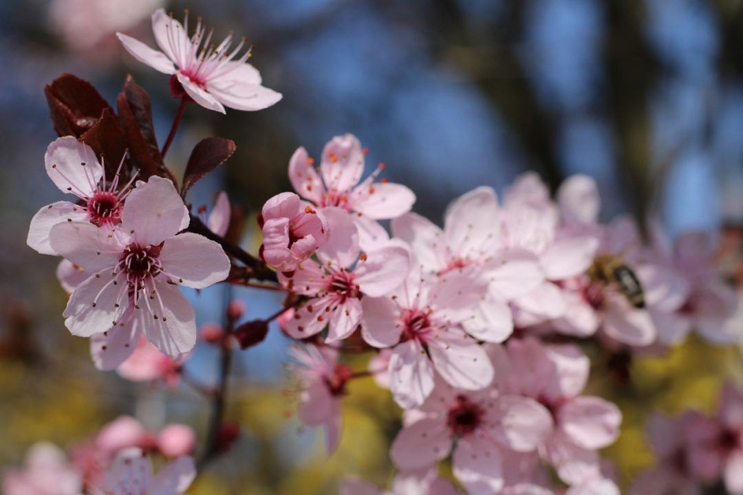 花朵 杏仁花 春天 枝杈 盛开图片