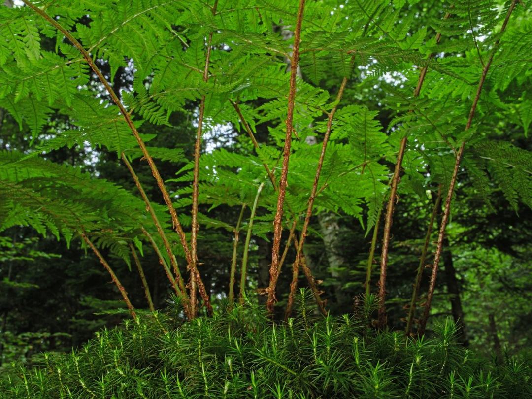 蕨类 苔藓 森林 森林地面 自然图片