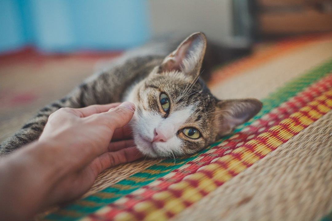 猫 脸 胡须 猫科动物 宠物图片