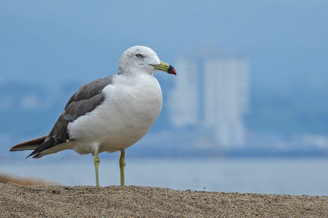 鸟 动物 海鸥 鸥 海岸图片