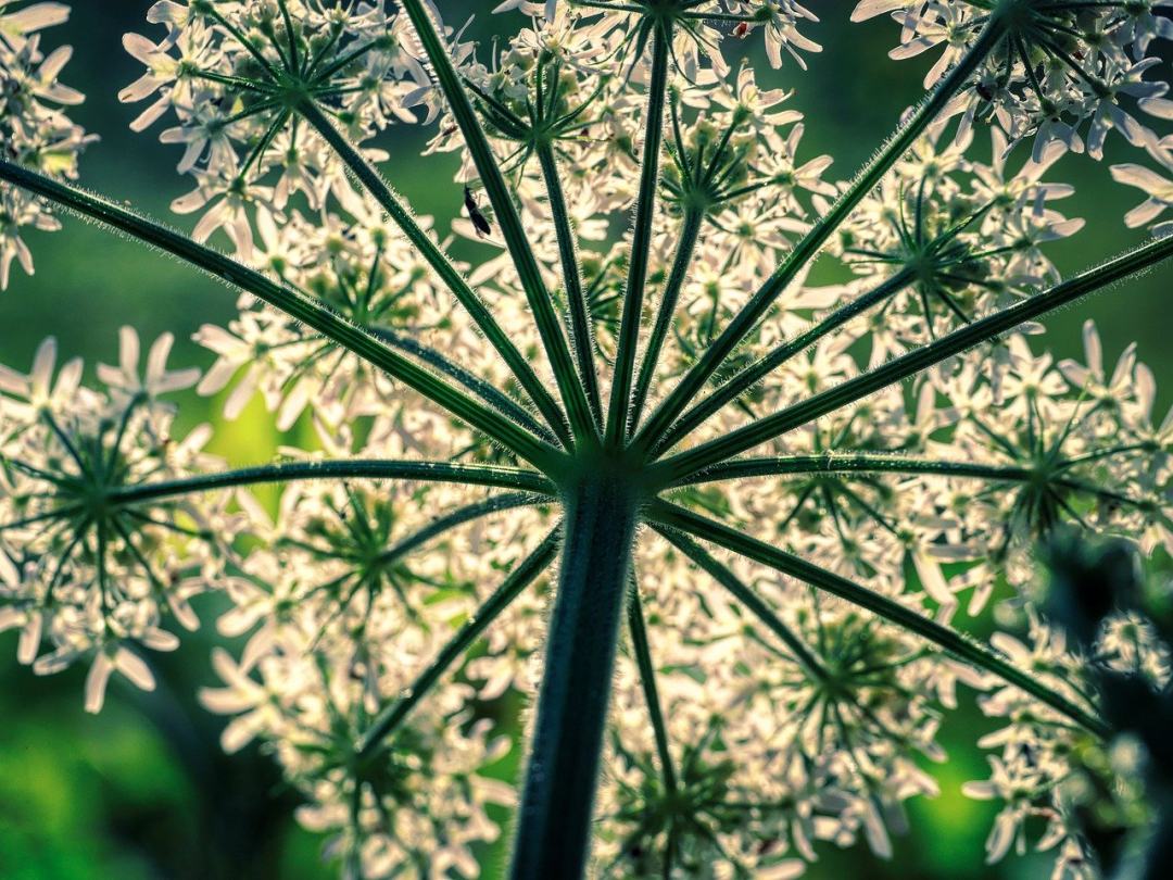 森林植物 雨伞 发芽 星星图片