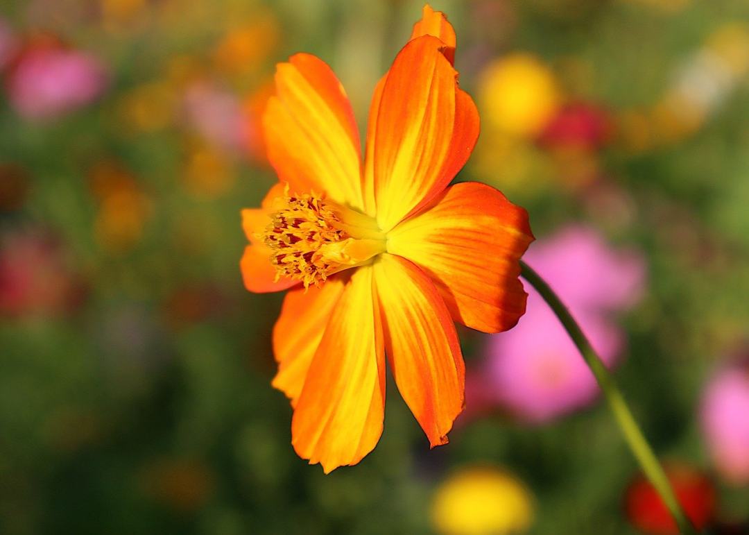 橙花 宇宙 花 花园 植物学图片